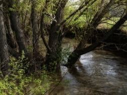 creek among the trees in the jungle