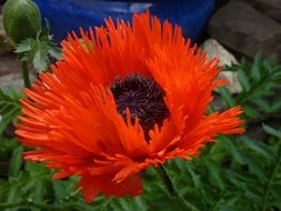 fluffy red poppy closeup