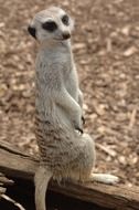meerkat standing on its feet on a blurred background