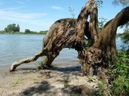 Tree stump and river