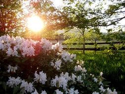 flower garden in the garden at sunset