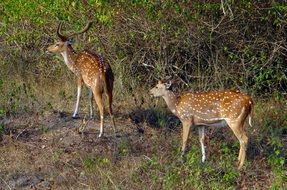 wild spotted deer in national park in india
