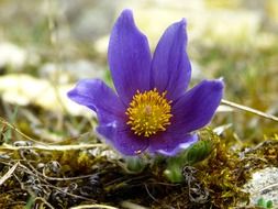 purple pasque flower close-up