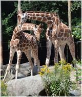 Giraffes stand on a stone