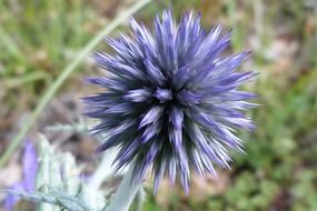 irresistible blue thistle