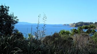 seascape with green plants