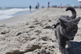 Beautiful, cute, grey cat on the sandy beach