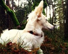 White dog resting in a forest