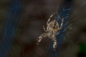 spider network macro