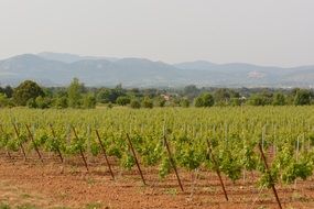 rows of vineyards on the field