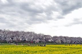 cherry trees and clouds in japan park