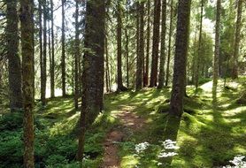 picture of the forest at the sunlight