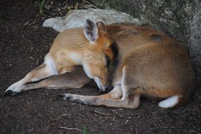 Picture of the deer sleeping