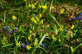 yellow and blue star forest