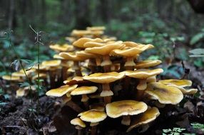 mushrooms in the forest for the billets