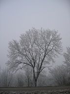 hoarfrosted trees in the forest