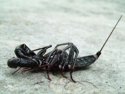 amazing arachnid spider