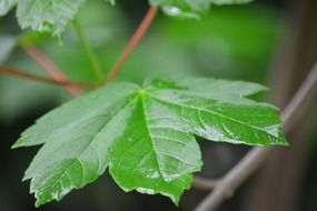 raindrop foliage