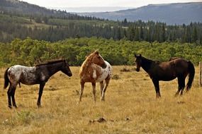 three horses on yellow meadow in wild, usa, montana