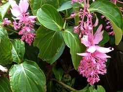 Tropical pink flower in New Zealand