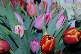 beautiful red and pink tulip plants with green leaves