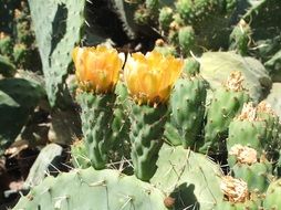 prickly cactus blossom