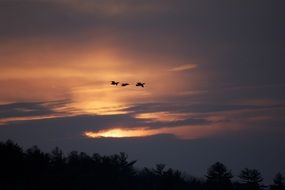 silhouettes of birds in flight at sunset