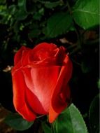 Beautiful red rose flower with green leaves in light