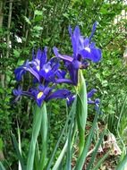 Purple iris flowers in the garden