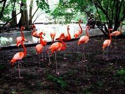 flock of pink flamingos standing in water in captivity