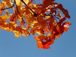 Colorful leaves on the tree in autumn