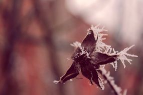 winter plants with frost closeup