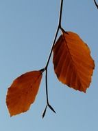 leaf pair two