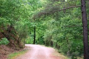 landscape of dirt road among green forest in spring