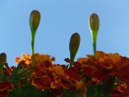 Marigold with buds on a background of blue sky