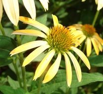 Beautiful coneflowers in summer close-up on blurred background