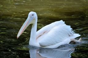 white pelican in the wild