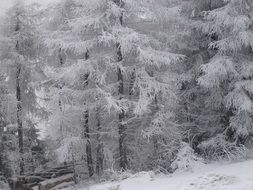 beautiful forest wrapped in snow in nature