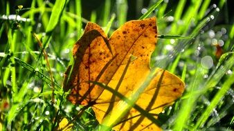 Close up photo of leaf in a grass