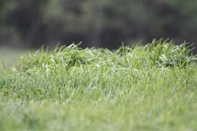 natural green grass in macro shot