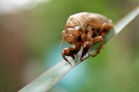 cicada on green grass