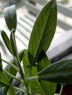sage herb in the shadow