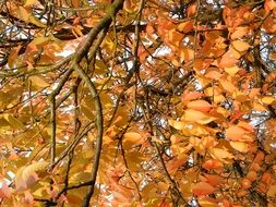 golden autumn leaves close-up