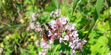 honey bee and flowers