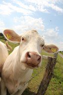 White cows in a pasture with a stamp
