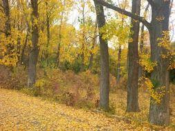 trees forest woods