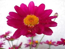 bright pink flower in drops of water closeup