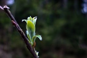 Green leaves on the tree branch