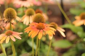 beautiful orange echinacea flowers