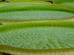 green leaves of a water lily close-up